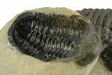 Crotalocephalina Trilobite With Ventral Reedops #249921-5